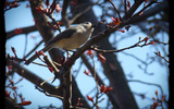 1247451435-red-dog_titmouse