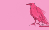 Raven-in-pink