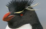 Rockhopper_penguin