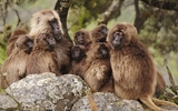 Gelada_group