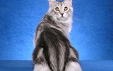 Pretty_main_coon_cat_wallpaper