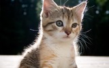 Kitten_posing_wallpaper