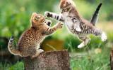 Kittens_play_wallpaper