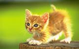 Cute_small_cat_wallpaper_-1