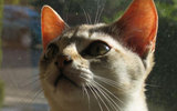 Singapura_rare_cat_breed_wallpaper