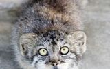 Manul_01