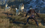 The_witcher_3_wild_hunt_these_animals_can_rip_you_apart_in_seconds_if_you-re_not_careful