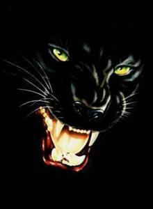 Pantera