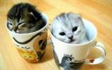 Kitties-in-teacup1