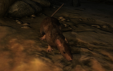 Rat